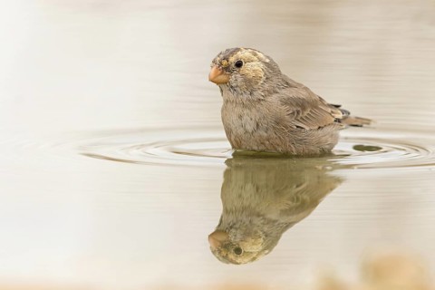 Desert Finch, Finch family, Finch, Trumpeter Finch, (Rhodopechys githaginea), Roselin githagine,