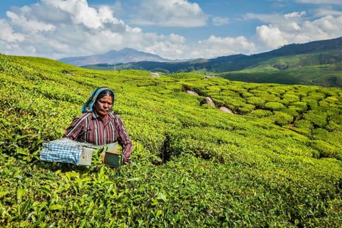 KERALA, INDIA, FEBRUARY 18, 2014: Unidentified Indian woman harvests tea leaves at tea plantation
