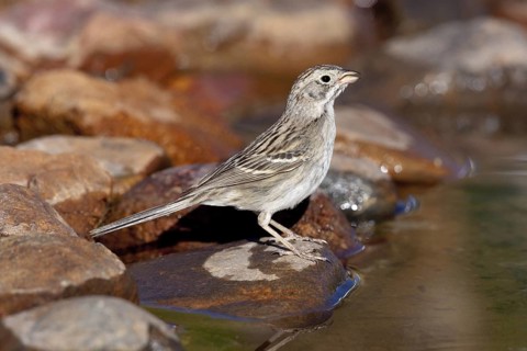 Brewer's Sparrow Spizella breweri Amado, Santa Cruz County, Arizona, United States 16 April Adult