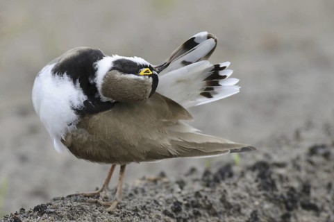 Little Ringed Plover (Charadrius dubius), Lower Saxony, Germany