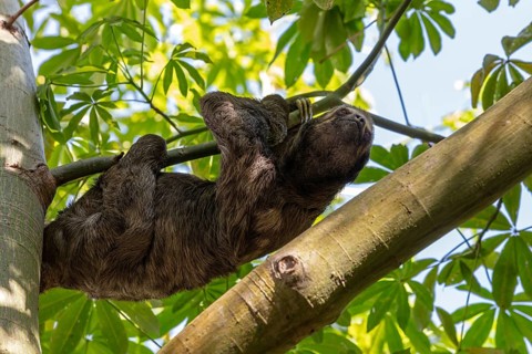 Brown-throated sloth (Bradypus variegatus), Cartagena, Colombia