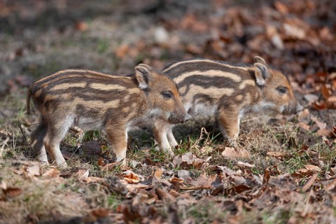 Wild boar, wild boar (Sus scrofa) freshlings in a forest clearing, Germany
