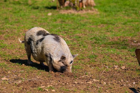 One Minipig, Sus scrofa domesticus, stands in a meadow, searching for food