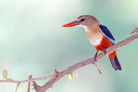Grey-headed kingfisher, kingfisher, perch, foraging, biotope, habitat, animals, birds, kingfishers,