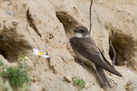 Common Sand Martin - Uferschwalbe - Riparia riparia ssp. riparia, Germany, adult
