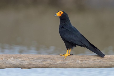 Black Caracara (Daptrius ater) perched on a branch in Manu National Park, Peru
