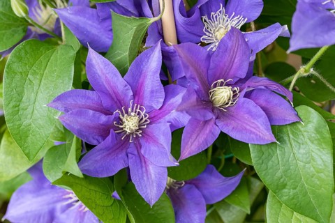 Large-flowered clematis (Clematis OLYMPIA), Blumenhof Drößler, Federal Republic of Germany