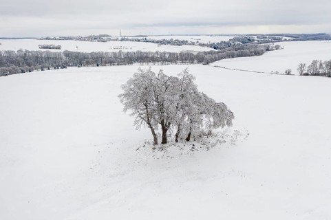 Aerial view of a snow-covered group of trees, in the background the Bobritzsch valley, Falkenberg