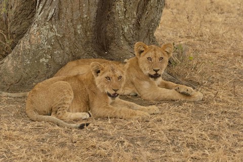 Lion (Panthera leo), cubs, Serengeti National Park, Serengeti, Tanzania