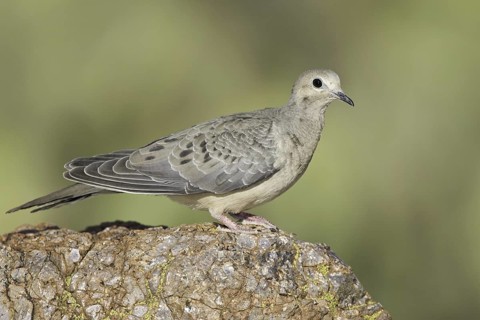 Mourning Dove (Zenaida macroura), Arizona, USA