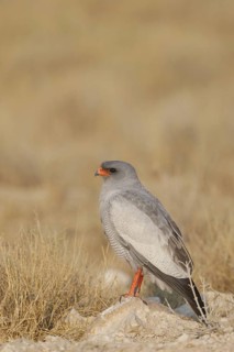 Pale Chanting Goshawk (Melierax canorus), Oshikoto, Namibia
