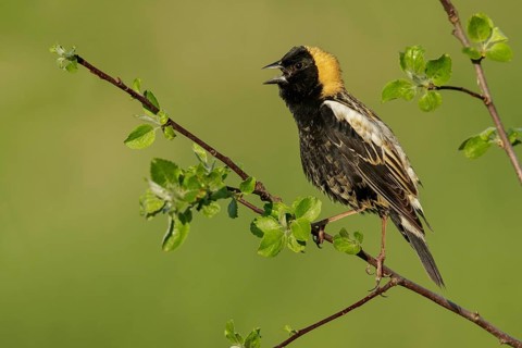 Bobolink (Dolichonyx oryzivorus) perched on a branch in Ontario, Canada