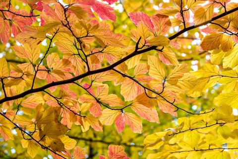 Persian ironwood (Parrotia persica), Treptower Park, Federal Republic of Germany