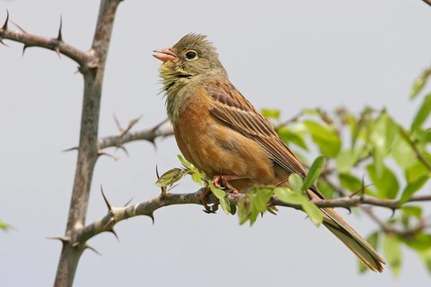 Ortolan Bunting (Emberiza hortulana), Rhineland-Palatinate, Germany