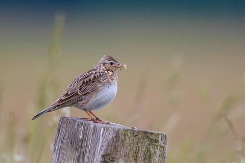 Eurasian Skylark (Alauda arvensis) perched on pale with food in beak, North Rhine-Westphalia,