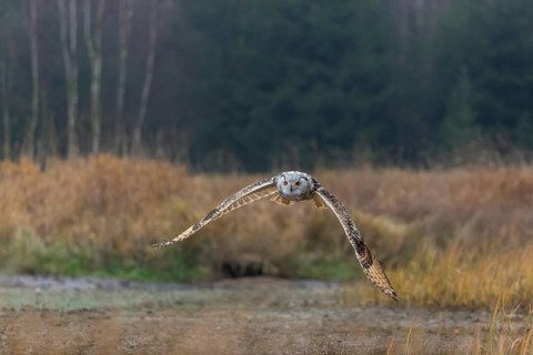 One Siberian Eagle Owl (Bubo bubo sibiricus) flying over tall reed grass lakeshore on an autumnal