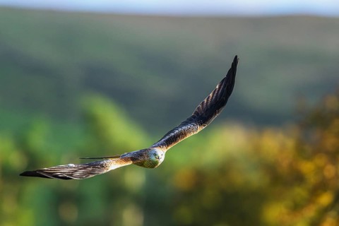 Red Kite, Milvus milvus, bird in flight