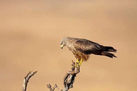 Black Kite (Milvus migrans), Castile-La Mancha, Spain