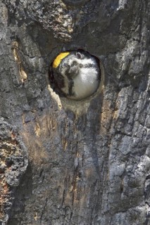 Black-backed Woodpecker (Picoides arcticus) male, Manitoba, Canada