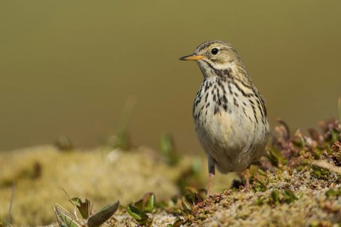 Meadow Pipit (Anthus pratensis), Iceland