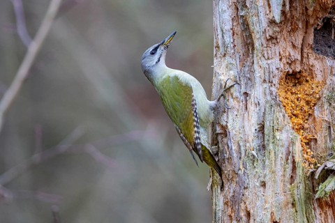 Grey-headed Woodpecker (Picus canus) wbl Germany