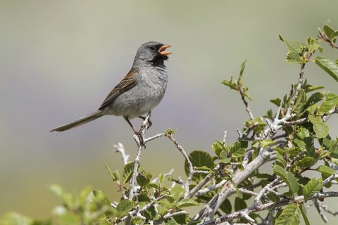 Black-chinned Sparrow (Spizella atrogularis) male singing, California, USA