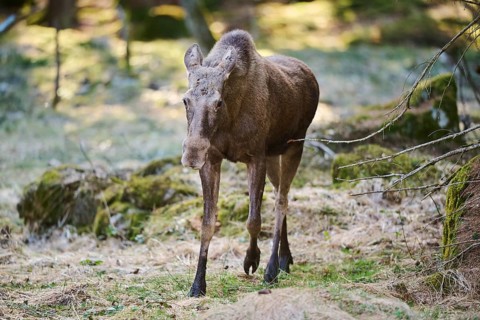 Elk (Alces alces) standing on a meadow on the edge of a forest, Bavaria, Germany