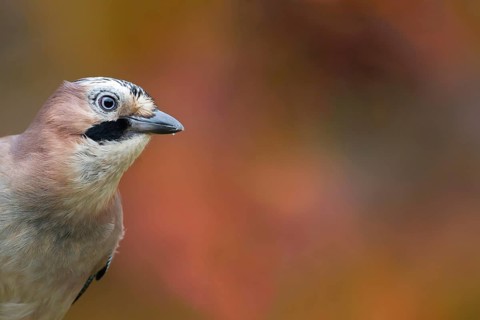 Eurasian jay (Garrulus glandarius) adult bird head portrait in autumn, England, United Kingdom