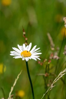 Flowering daisy (Leucanthemum) with tiny flower beetle (Anthrenus pimpinellae), in a wild, natural