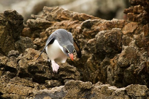Snares Penguin (Eudyptes robustus), Snares Islands, New Zealand