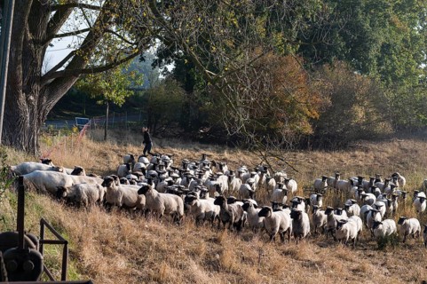 A flock of black-headed sheep (Ovis gmelini aries) follow the young shepherdess to another pasture,