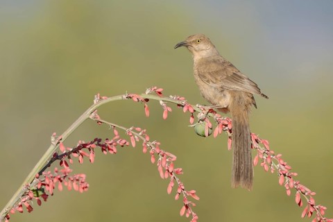 Curve-billed Thrasher (Toxostoma curvirostre) perched on a branch, Arizona, USA