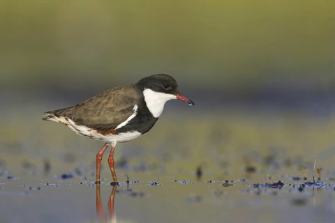 Red-kneed Dotterel (Erythrogonys cinctus), Victoria, Australia