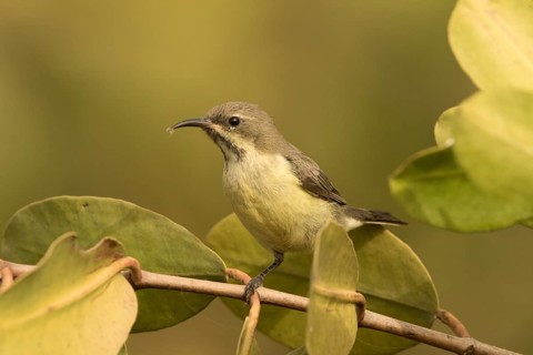 Beautiful Sunbird (Cinnyris pulchellus) female, Gambia