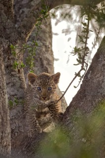 Leopard (Panthera pardus) cub climbing on tree, Sabi Sands, South Africa