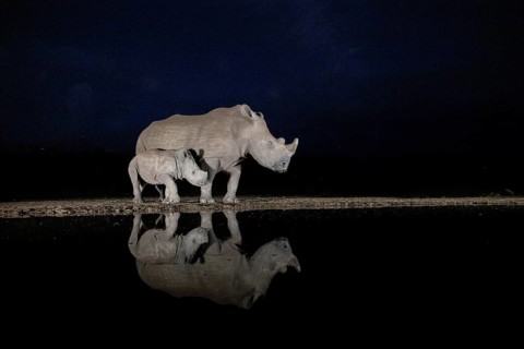 White rhinoceros (Ceratotherium simum) mother with calf at waterhole at night, Kruger National