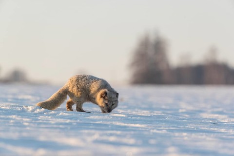 One arctic fox (Vulpes lagopus), (white fox, polar fox, or snow fox) running over a snow covered