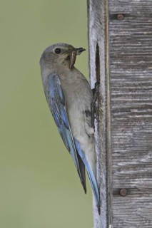 Mountain Bluebird (Sialia currucoides), Alberta, Canada