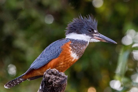 Red-breasted fisherman (Megaceryle torquata), kingfisher, kingfishers, Pantanal, Brazil, South