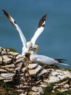 Northern Gannet, Morus bassanus, birds on cliff
