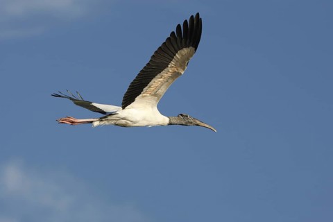 Wood Stork (Mycteria americana) flying, Florida, USA