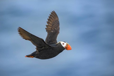 Tufted Puffin (Fratercula cirrhata) flying, Alaska, USA