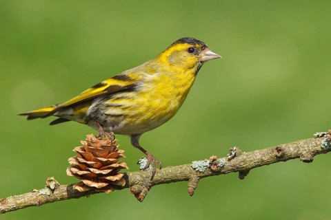 Carduelis spinus