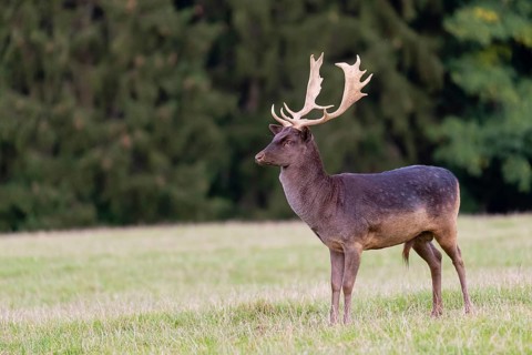 One male fallow deer (Dama dama) stands on a meadow. A forest is in the background