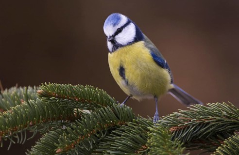 Eurasian Blue Tit (Cyanistes caeruleus), Lower Saxony, Germany