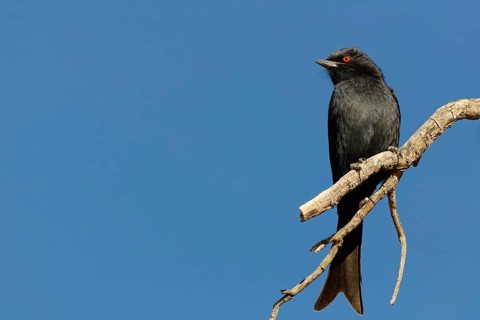 Fork-tailed drongo (Dicrurus adsimilis), adult bird, sitting on a tree branch, on the lookout, blue