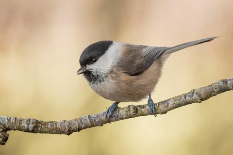 Willow Tit (Poecile montanus) perched on a branch, Lower Saxony, Germany