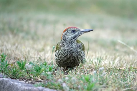 Green woodpecker (Picus viridis), June, Germany