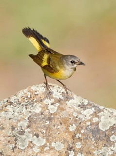 American Redstart (Setophaga ruticilla) female, Texas, USA