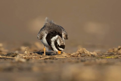 Ringed plover (Charadrius hiaticula) adult wading bird feeding on a beach, Norfolk, England, United